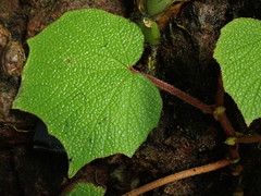 Begonia euryphylla