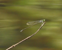 Pseudagrion indicum