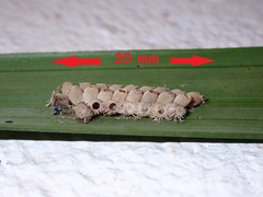Trachythorax maculicollis