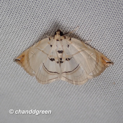 Trichophysetis hampsoni