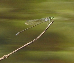 Pseudagrion indicum