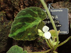 Begonia imperialis