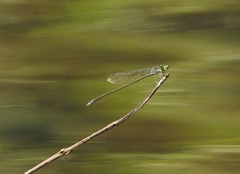 Pseudagrion indicum