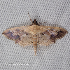 Ategumia adipalis