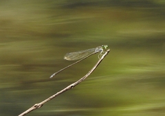 Pseudagrion indicum