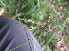 Poa remota