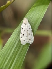 Odites albidella