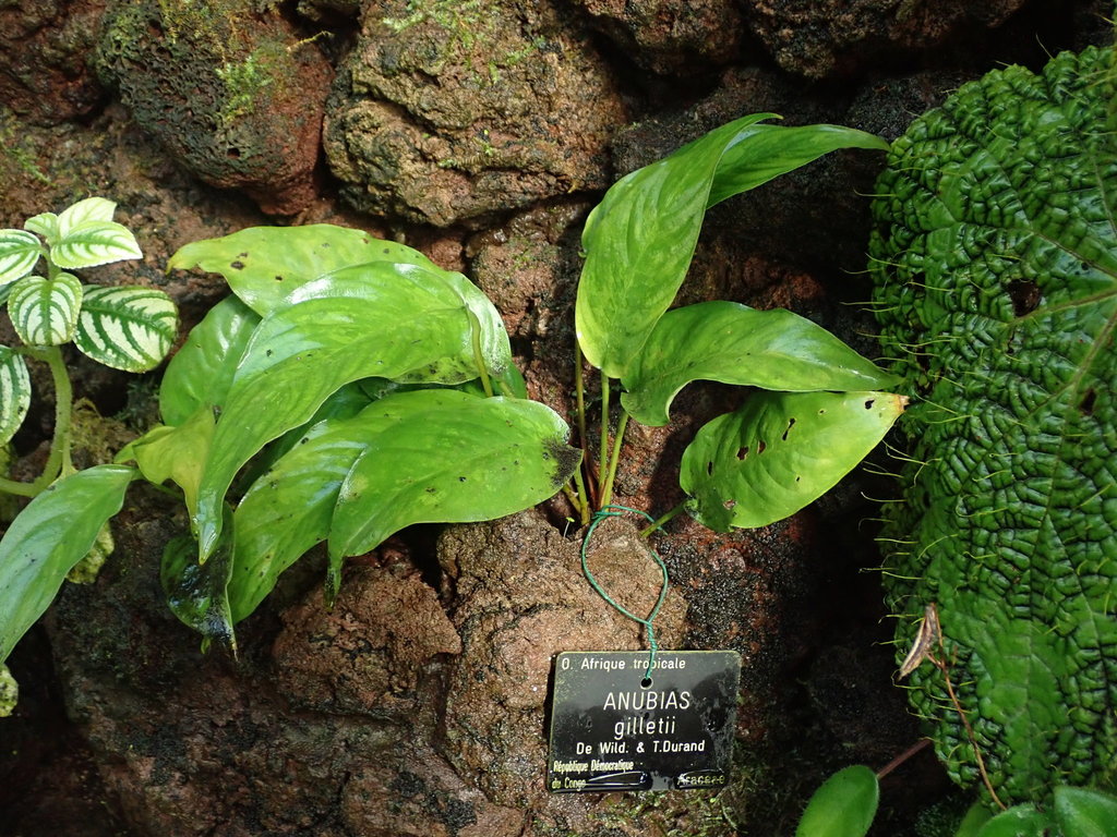 Anubie de Gillet (Anubias gilletii)