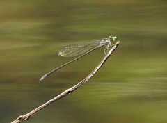 Pseudagrion indicum