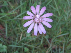 Scorzonera rosea