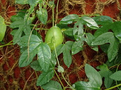 Passiflora loefgrenii