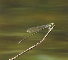 Pseudagrion indicum