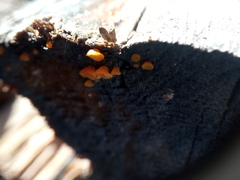 Bispora