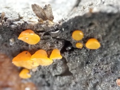 Bispora