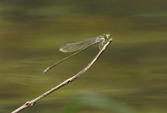 Pseudagrion indicum