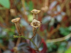 Arthrostemma parvifolium