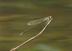 Pseudagrion indicum