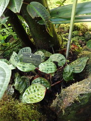 Geogenanthus poeppigii