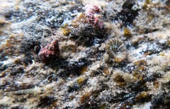 Homophyllia australis