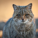 European Wildcat - Photo (c) virag93buranyi, some rights reserved (CC BY-NC)