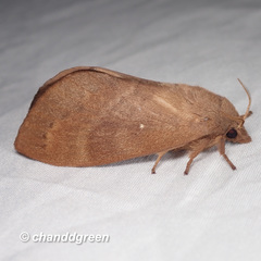 Dendrolimus punctata