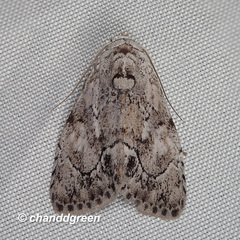 Barasa acronyctoides