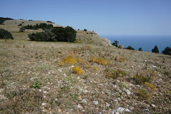 Prangos trifida