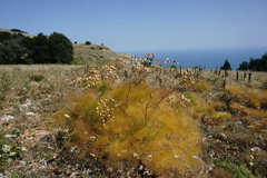 Prangos trifida