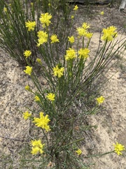 Glischrocaryon behrii