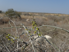 Cynanchum ampanihense