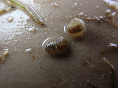 Lekanesphaera hookeri