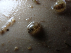 Lekanesphaera hookeri