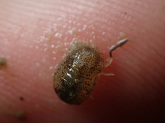 Lekanesphaera hookeri