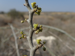 Cynanchum ampanihense