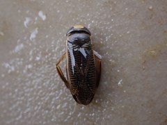 Hesperocorixa linnaei