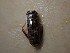 Hesperocorixa linnaei