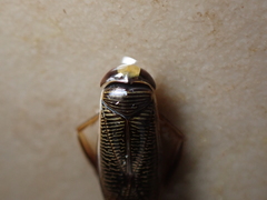 Hesperocorixa linnaei