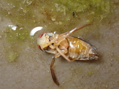 Hesperocorixa linnaei