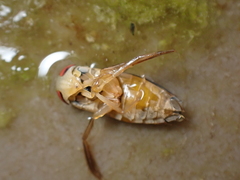 Hesperocorixa linnaei
