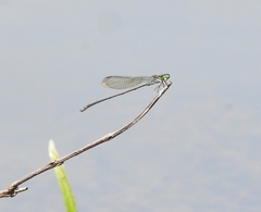 Pseudagrion indicum