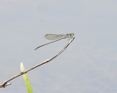 Pseudagrion indicum