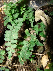 Adiantum diaphanum