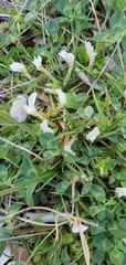 Trifolium uniflorum