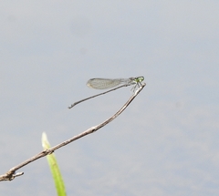 Pseudagrion indicum