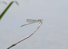 Pseudagrion indicum