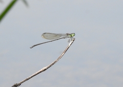 Pseudagrion indicum