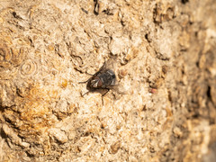 Calliphora uralensis