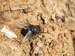 Calliphora uralensis