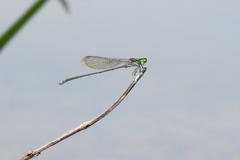 Pseudagrion indicum