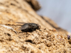 Calliphora uralensis